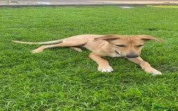 Mixed Breed dogs for adoption: 💖🐶 BAMBY 🐶💖 - Image 3