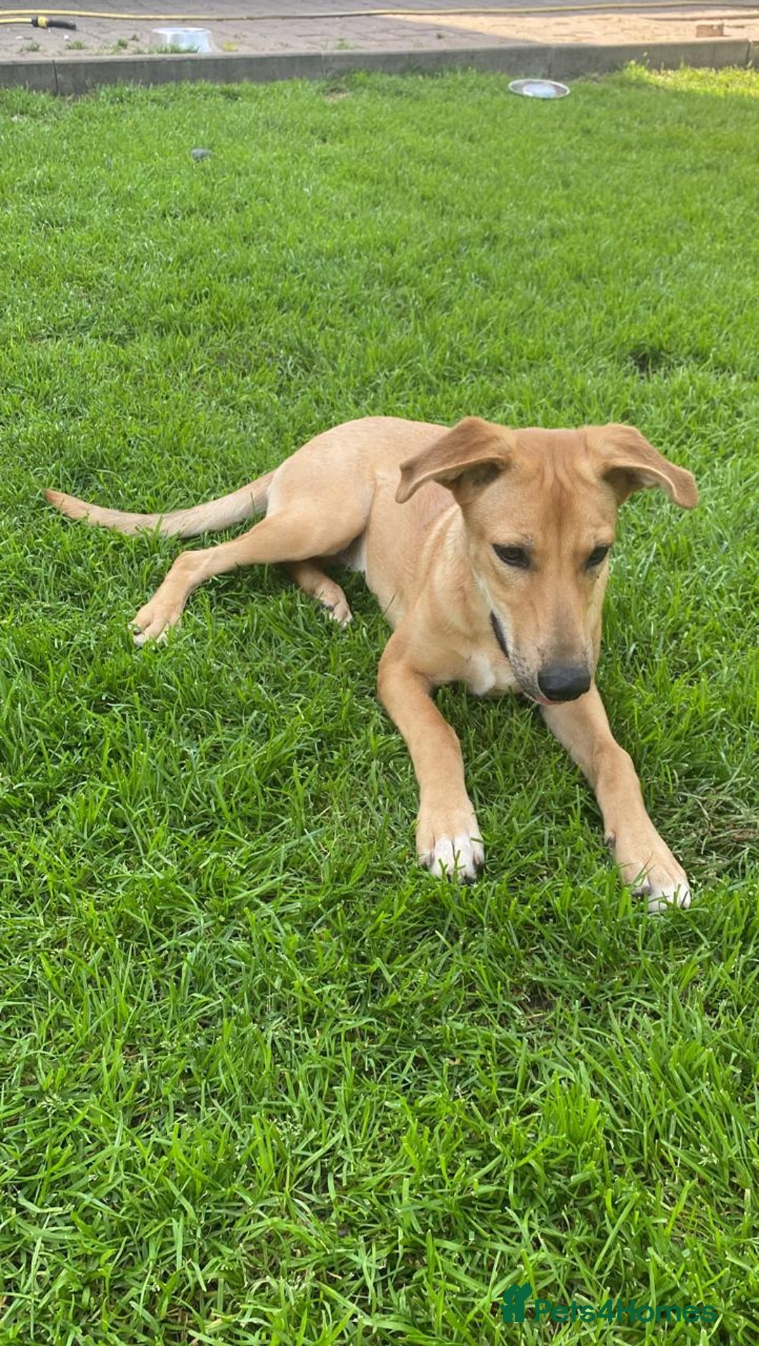 Mixed Breed dogs for adoption: 💖🐶 BAMBY 🐶💖 - Image 3