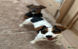 Jack Russell dogs for sale: Traditional Short-legged Jack Russell Boy. - Image 19