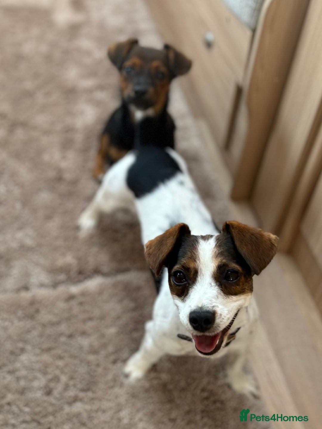Jack Russell dogs for sale: Traditional Short-legged Jack Russell Boy. - Image 19