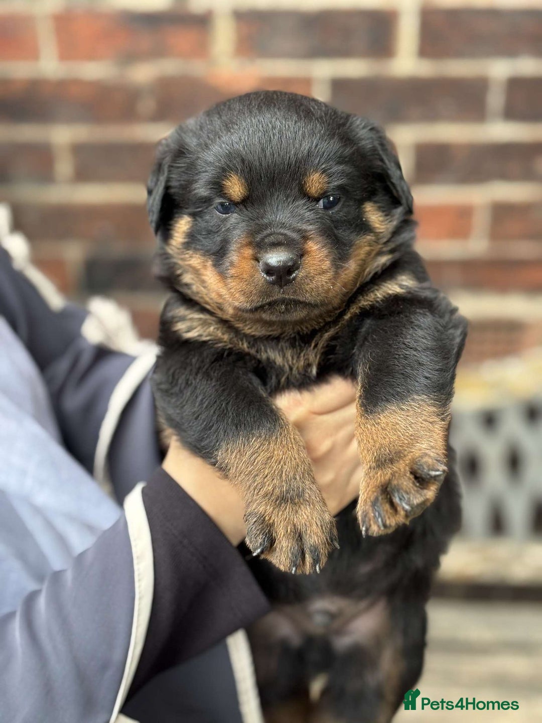Rottweiler dogs for sale: 5 chunky pure pedigree Rottweiler pups - Image 4