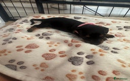 Miniature Dachshund dogs for sale: Miniature daschund puppies - Image 26