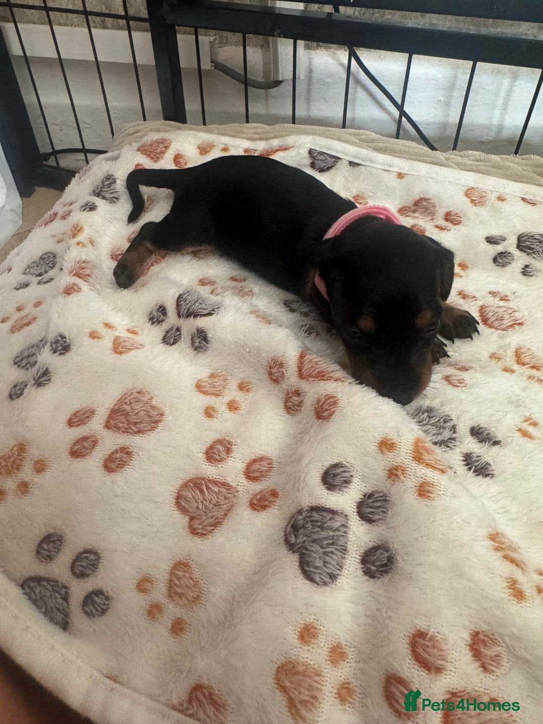 Miniature Dachshund dogs for sale: Miniature daschund puppies - Image 26
