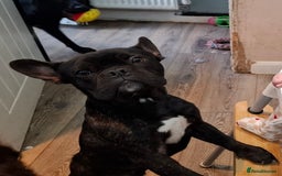 French Bulldog dogs for sale: Loving home needed - Image 5