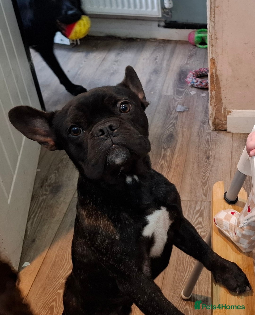 French Bulldog dogs for sale: Loving home needed - Image 5