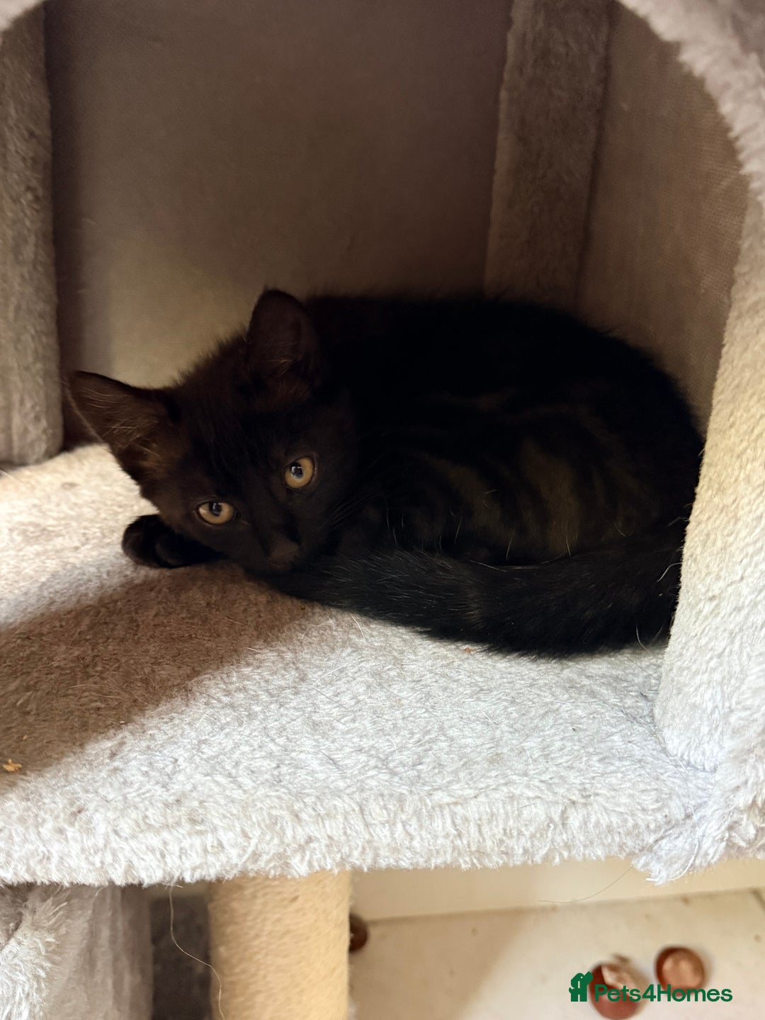 Mixed Breed cats for sale: 3 Kittens for rehoming - Advert 4