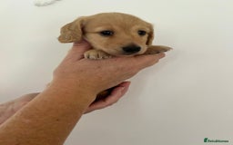 Miniature Dachshund dogs for sale: Miniature long hair dachshunds  - Image 5