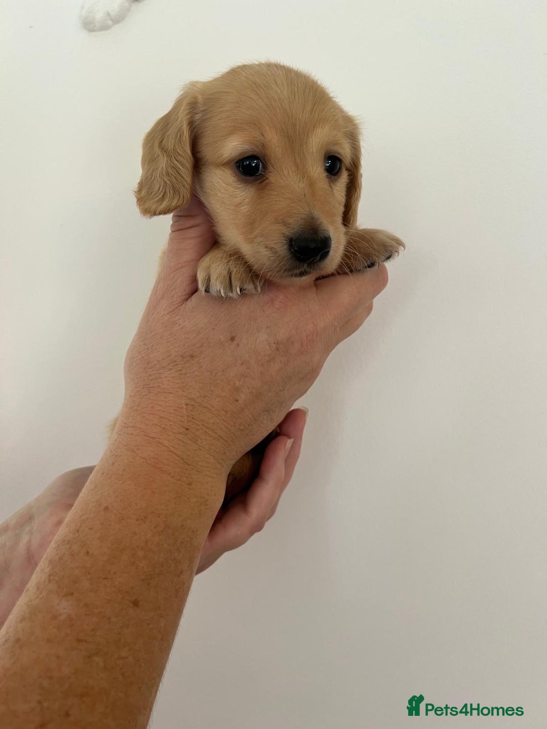 Miniature Dachshund dogs for sale: Miniature long hair dachshunds  - Image 5