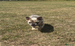French Bulldog dogs for sale: Beautiful Ellie  - Image 8