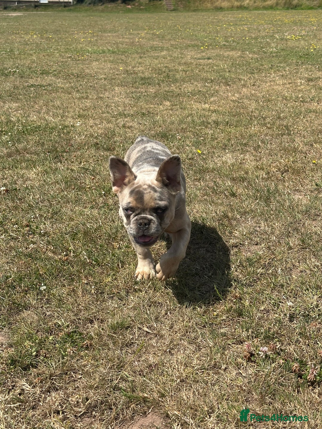 French Bulldog dogs for sale: Beautiful Ellie  - Image 8