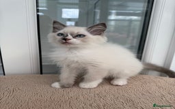 Ragdoll cats for sale: Champion Sired GCCF Registered Ragdoll Kittens - Image 8