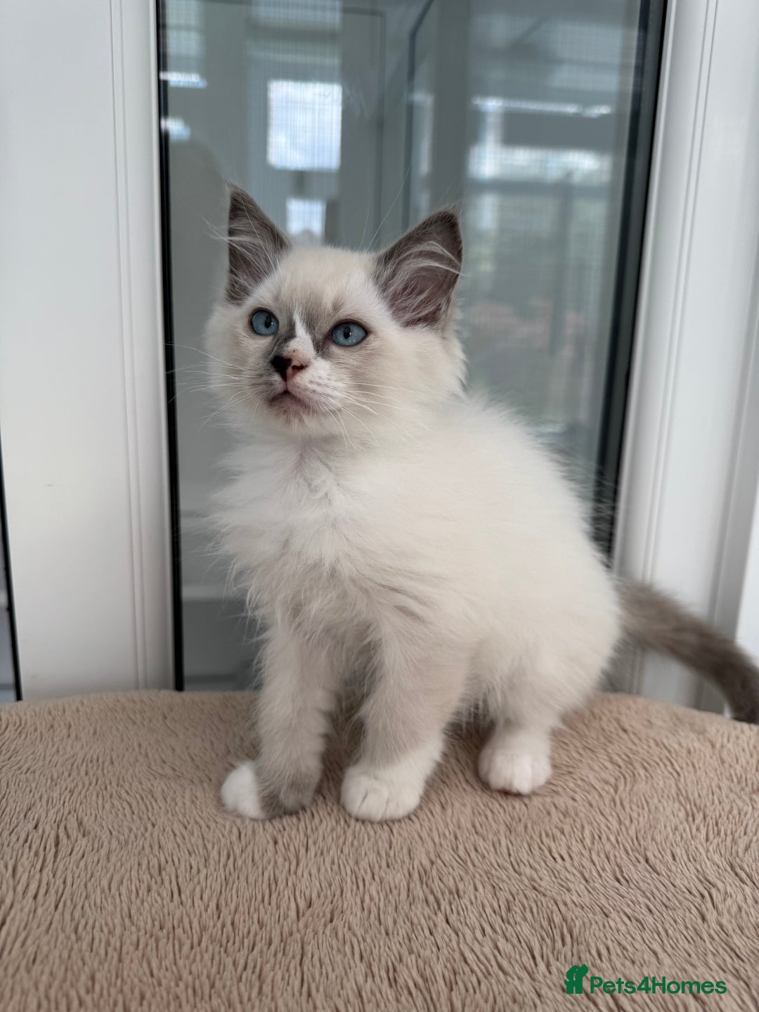 Ragdoll cats for sale: Champion Sired GCCF Registered Ragdoll Kittens - Image 8