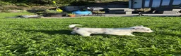 Border Collie dogs for sale: Border Collie puppies for sale 💙💙💙 - Advert 2