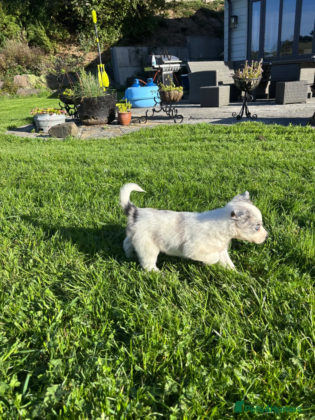 Border Collie dogs for sale: Border Collie puppies for sale 💙💙💙 - Advert 2