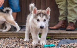 Mixed Breed dogs for sale: Fully vaccinated husky/Malamute Puppies. 3 Left  - Image 21