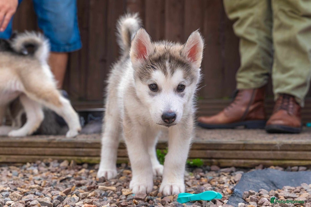 Mixed Breed dogs for sale: Fully vaccinated husky/Malamute Puppies. 3 Left  - Image 21