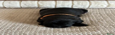 Labrador Retriever 7