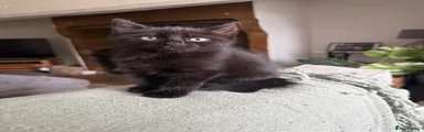Domestic Shorthair 2