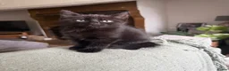 Domestic Shorthair cats for sale: Two black female kittens ready to leave now!  - Advert 5