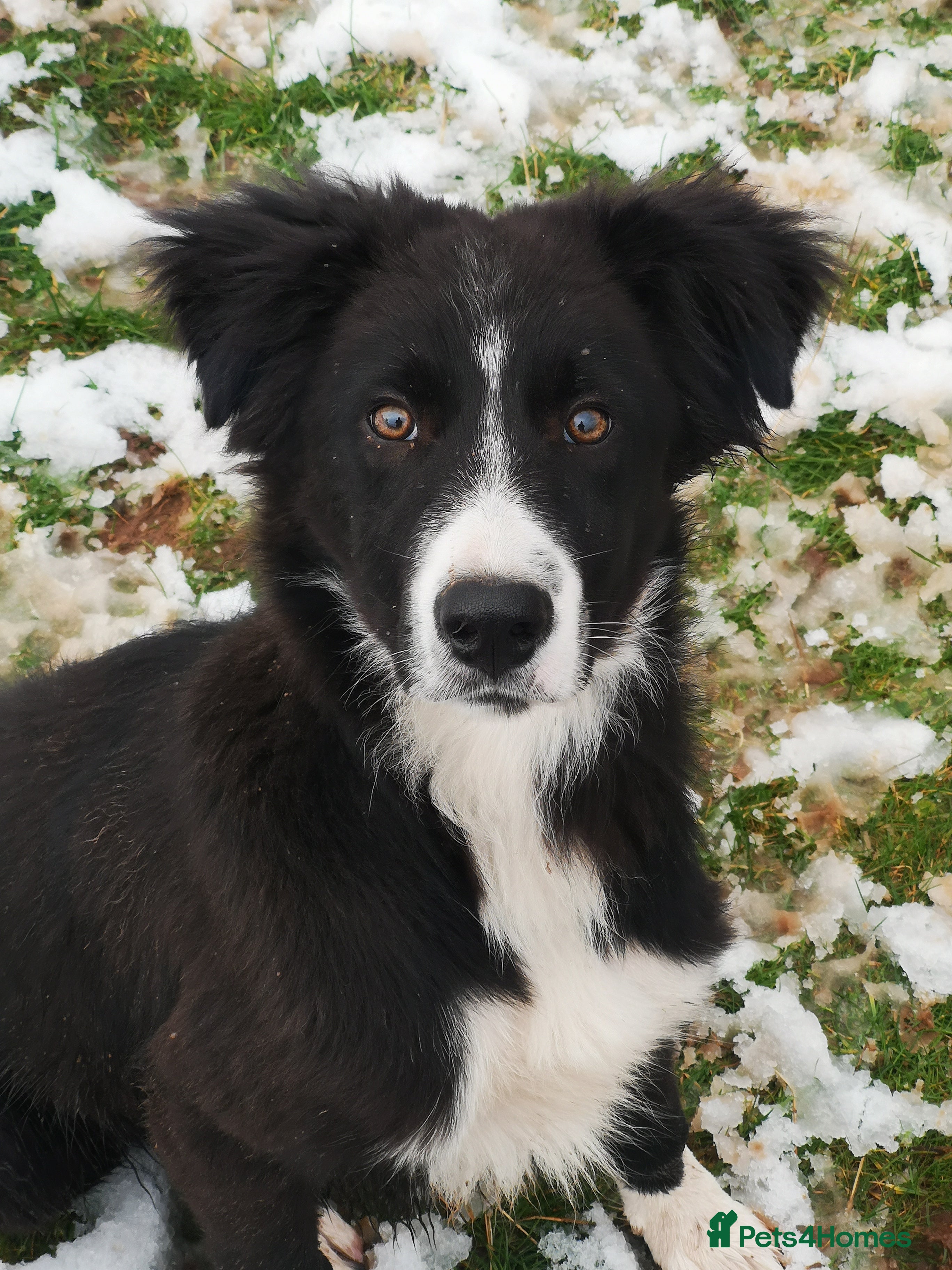 Border Collie dogs Gorgeous collie for sale.  - Advert 3