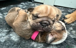 English Bulldog dogs for sale: Traditional English Bulldog Puppies  - Image 19