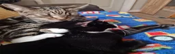 Mixed Breed cats for sale: Cats for sale - Orea and Malteser  - Advert 9