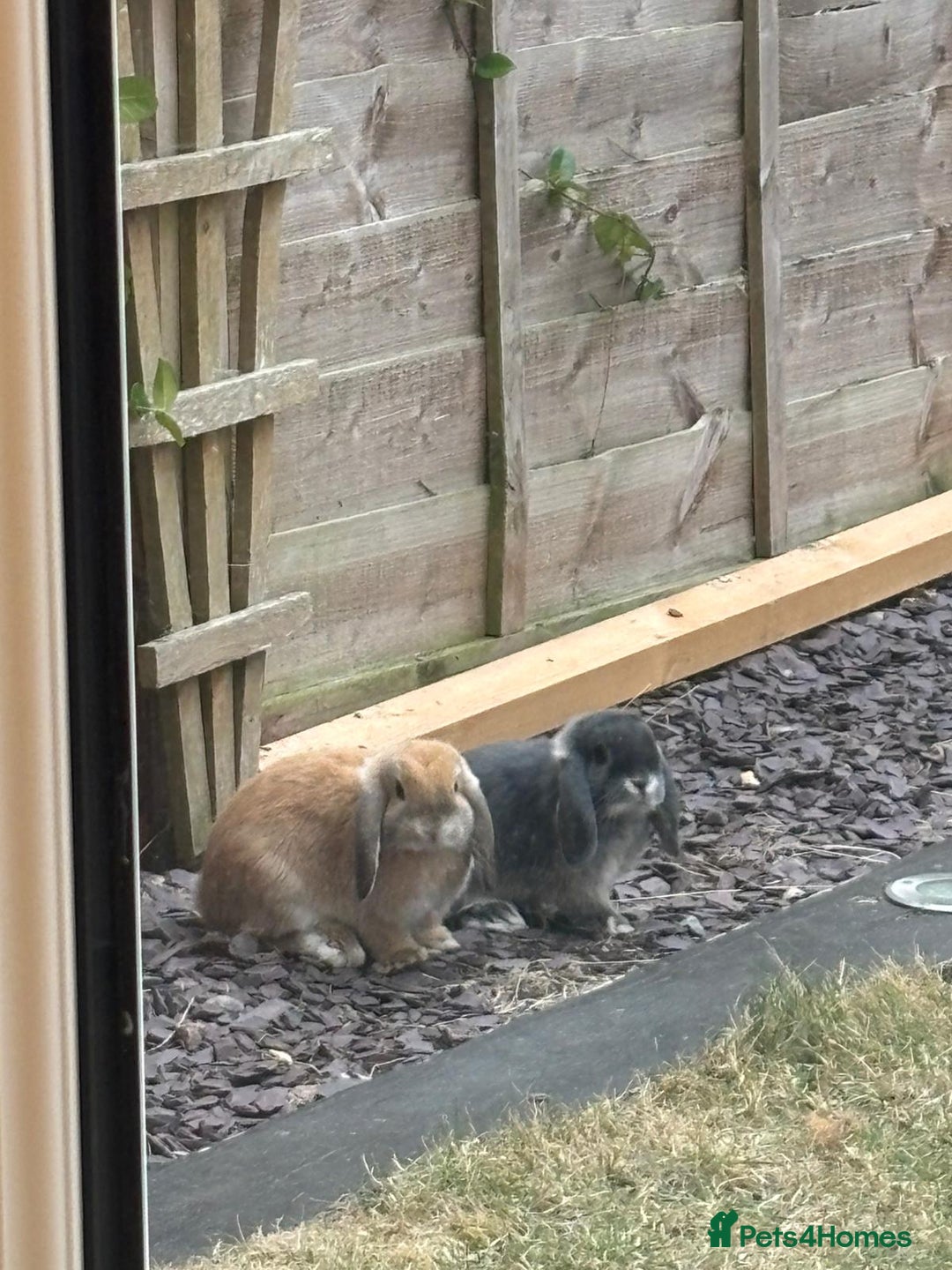 Mini Lop rabbits for sale: Mini Lop Doe & Buck - Advert 2