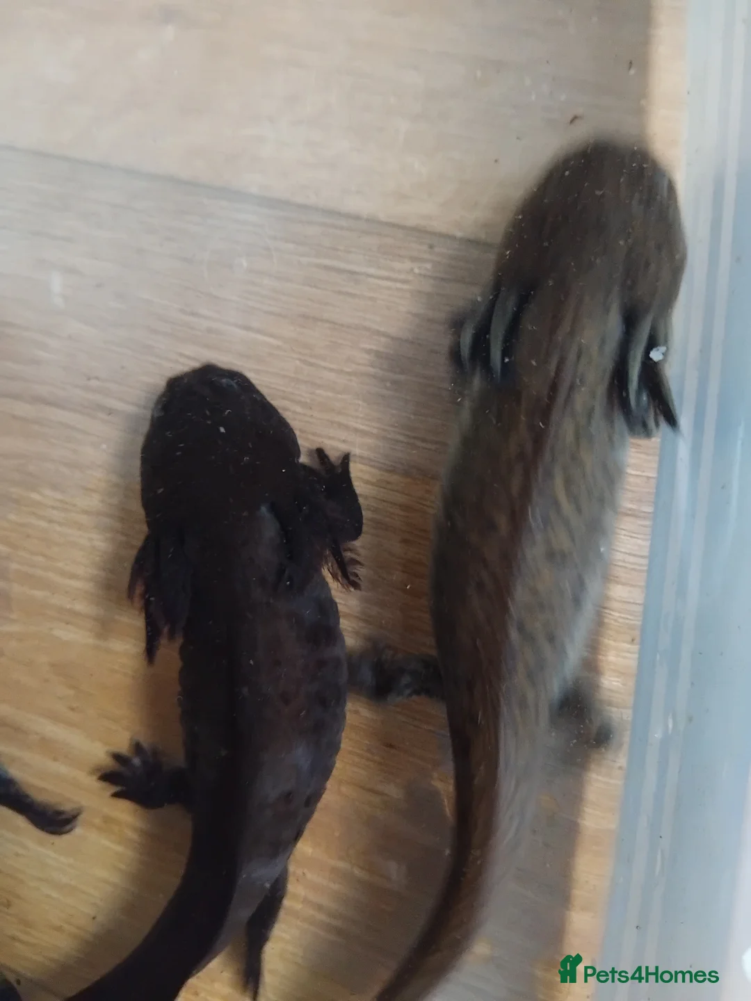 Axolotl reptiles for sale: Female Axolotls 11 mnths old - Advert 7