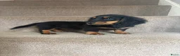 Miniature Dachshund dogs for sale: Last Female miniature longhaired PRA clear - Advert 9