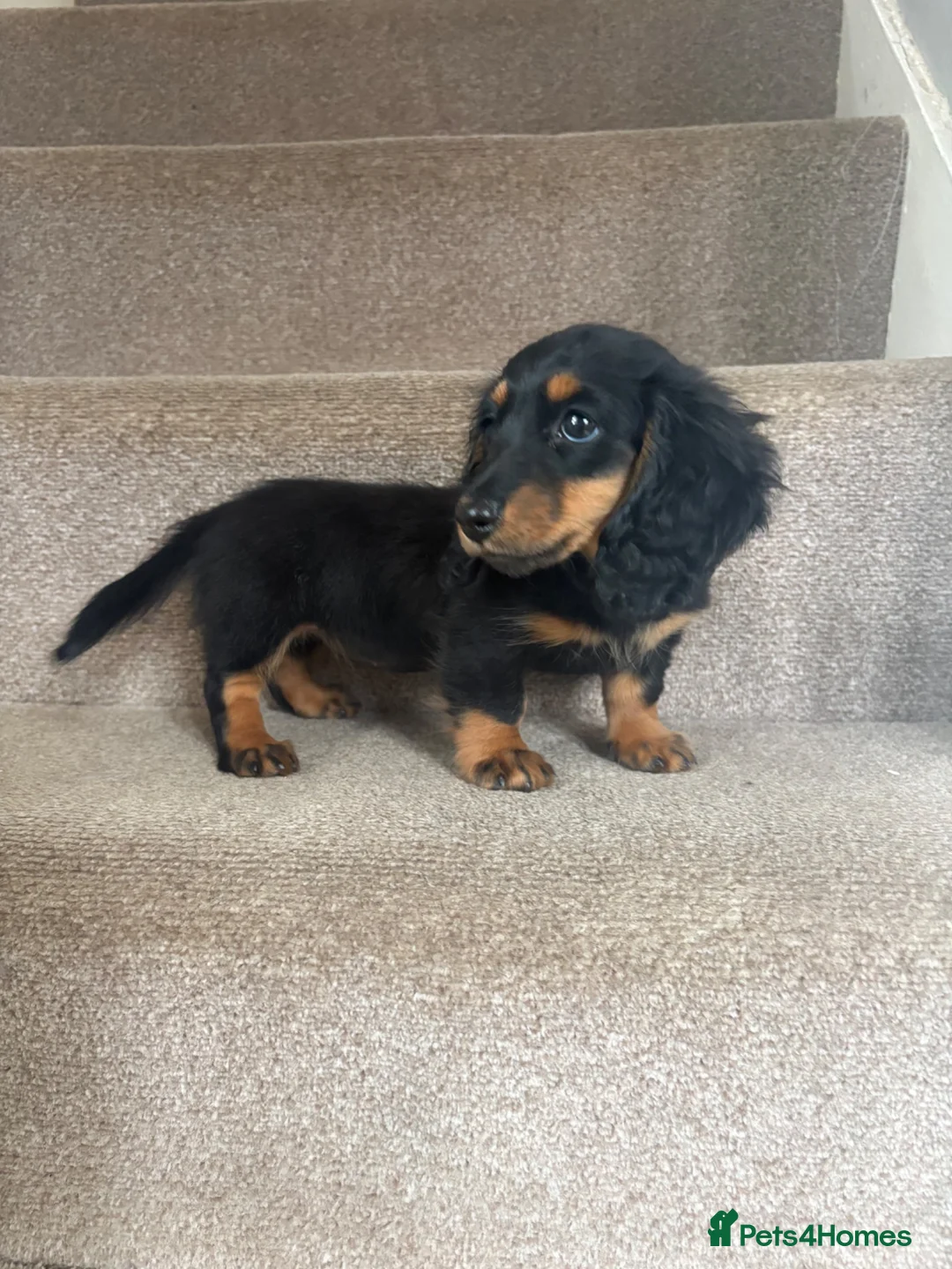 Miniature Dachshund dogs for sale: Last Female miniature longhaired PRA clear - Advert 9