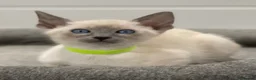 Siamese cats for sale: GCCF Registered Traditional Siamese Kittens.  - Advert 28