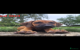 Rhodesian Ridgeback dogs for sale: KC reg chunky handsome pups - Image 18