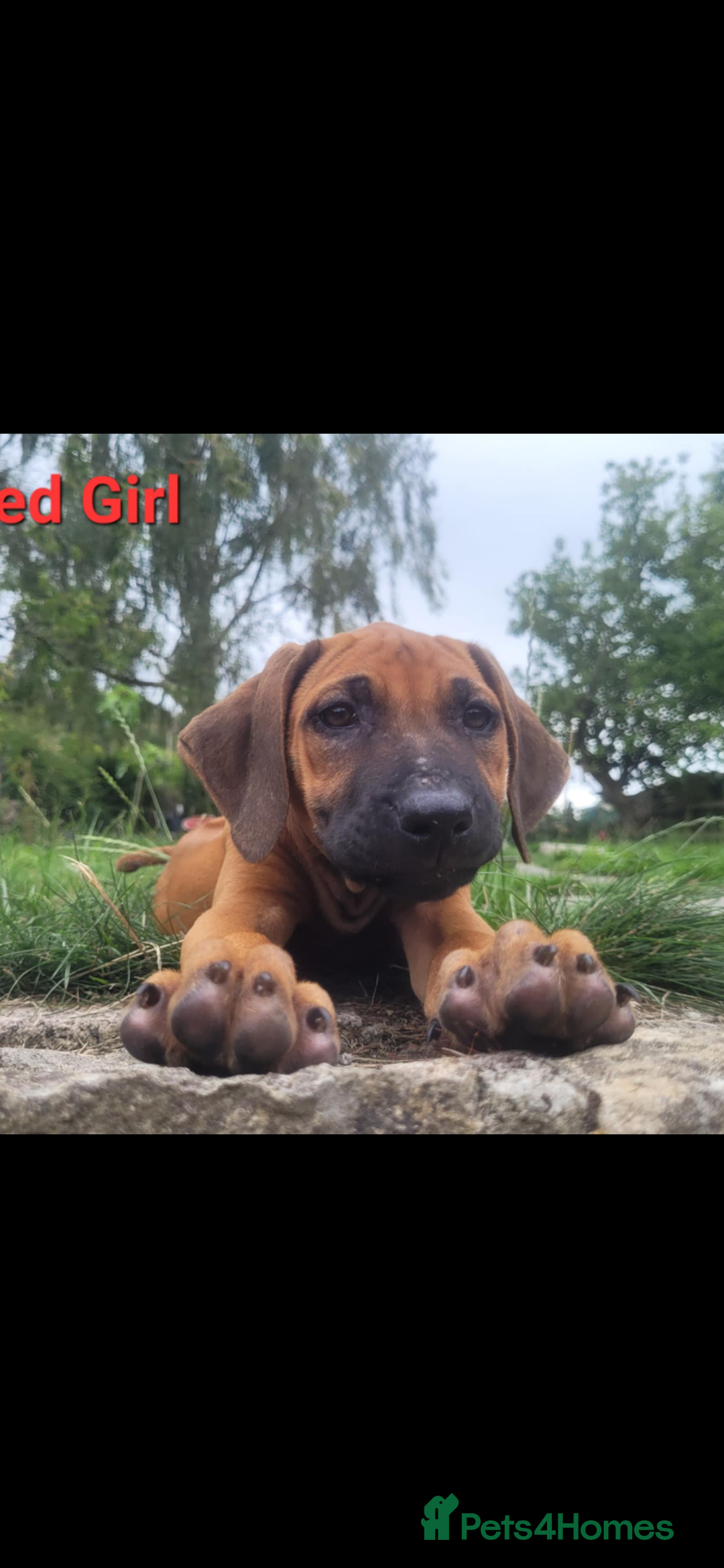 Rhodesian Ridgeback dogs for sale: KC reg chunky handsome pups - Image 18