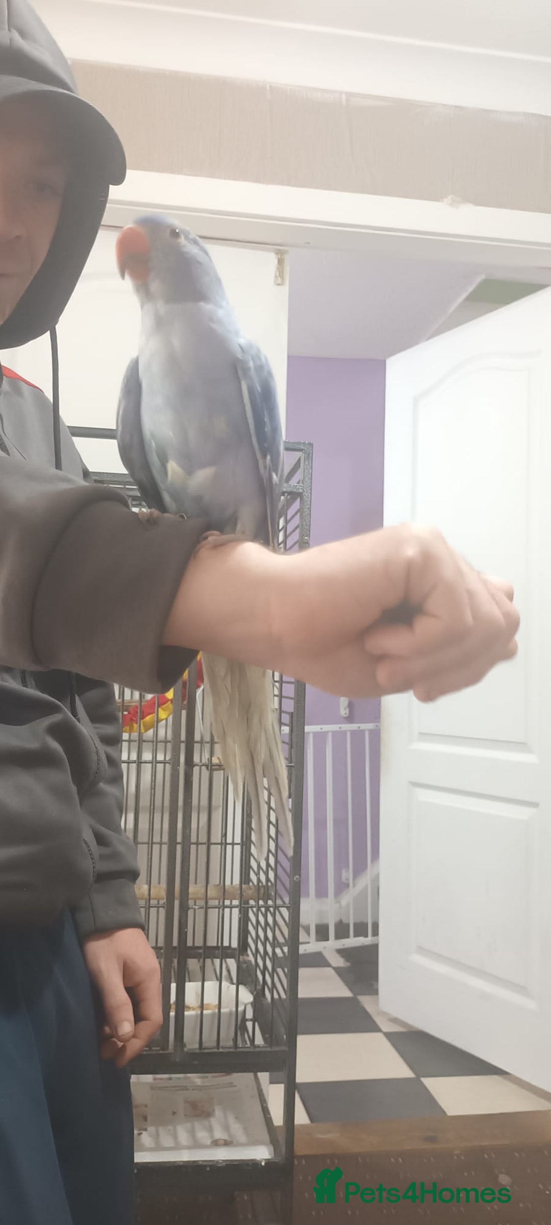 Ringnecks birds for sale: Voilot coloured ringneck for sale  - Image 10