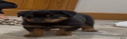 Rottweiler dogs for sale: 2 Big chuncky female Rottweiler puppies - Advert 27
