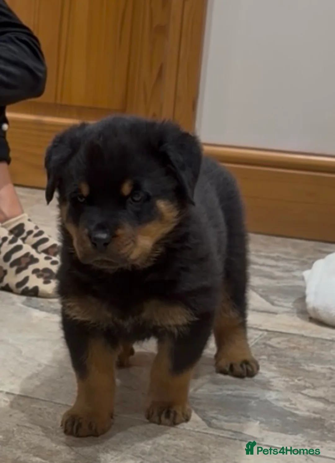 Rottweiler dogs for sale: READY NOW 2 female Rottweiler puppies - Advert 32