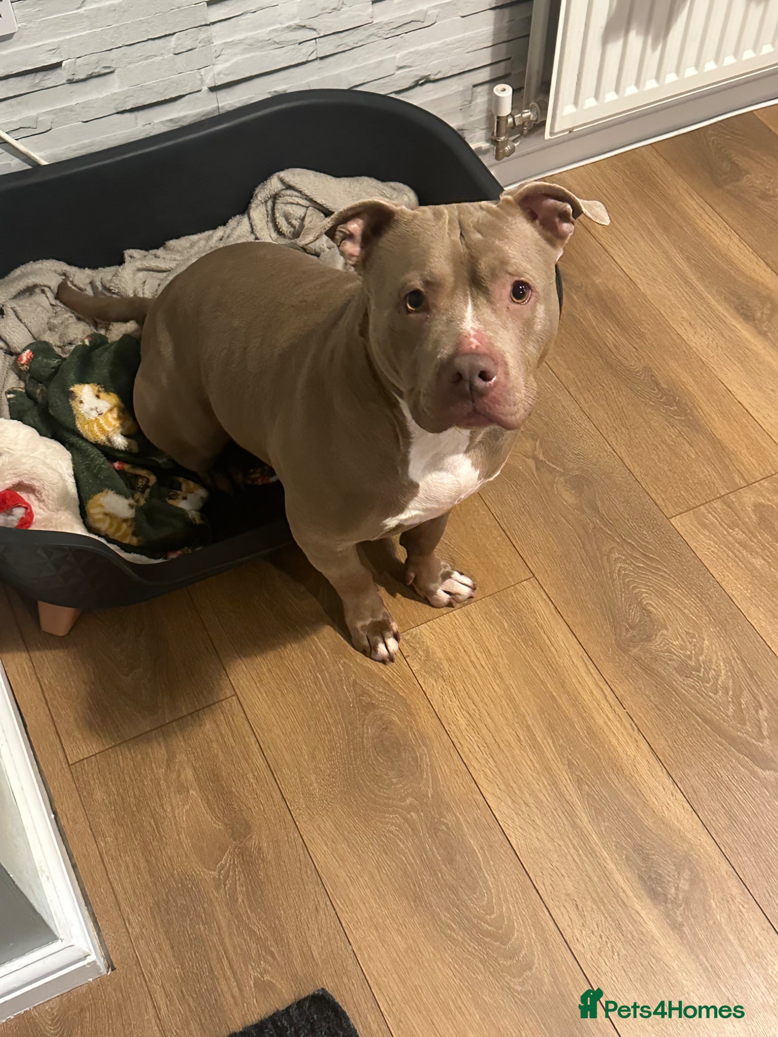 American Bully dogs American bully  - Advert 1