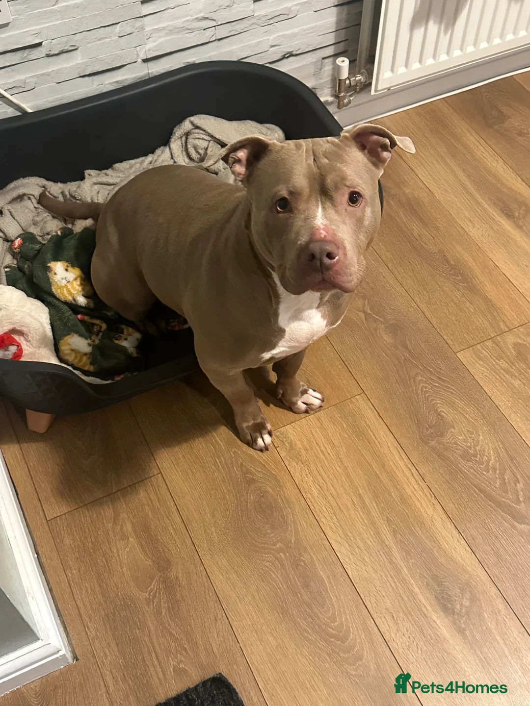 American Bully dogs for sale: American bully  - Advert 1