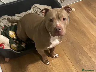 American Bully dogs American bully - Advert 1