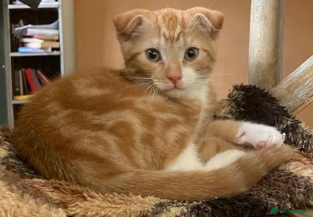 Scottish Fold cats Three Stunning Girls and Two Charming Boys - Advert 1