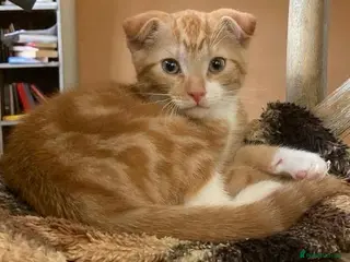 Scottish Fold cats Three Stunning Girls and Two Charming Boys - Advert 1