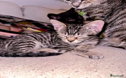 Mixed Breed cats for sale: Pretty little girls  - Image 20
