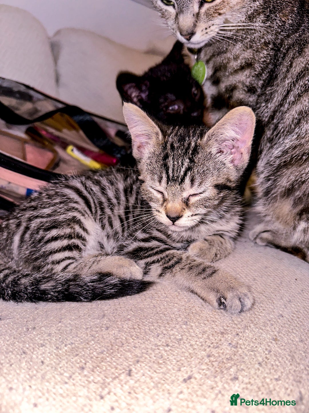 Mixed Breed cats for sale: Pretty little girls  - Image 20