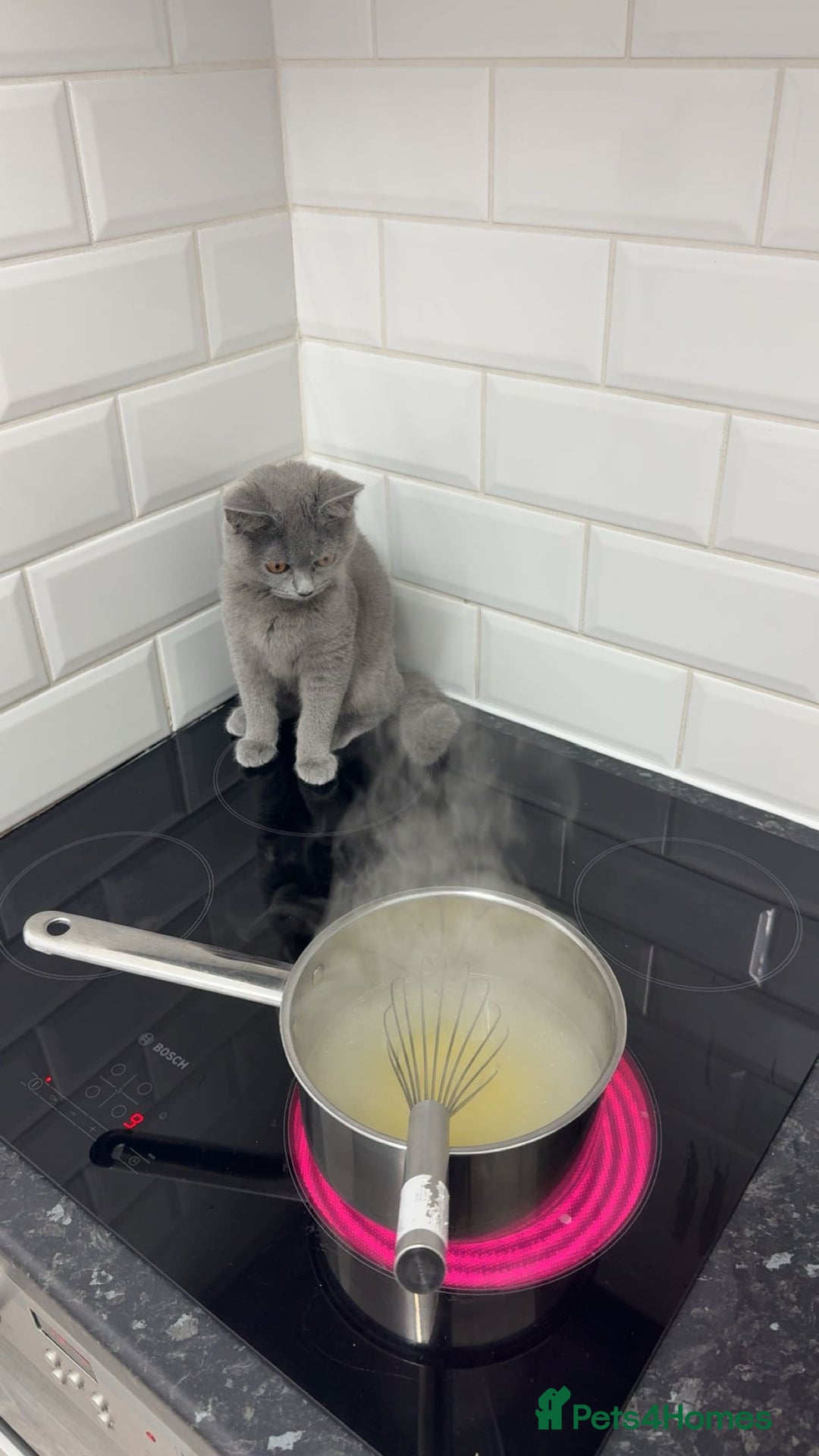 British Shorthair cats for sale: British shorthair kitten - Mochi  - Advert 5