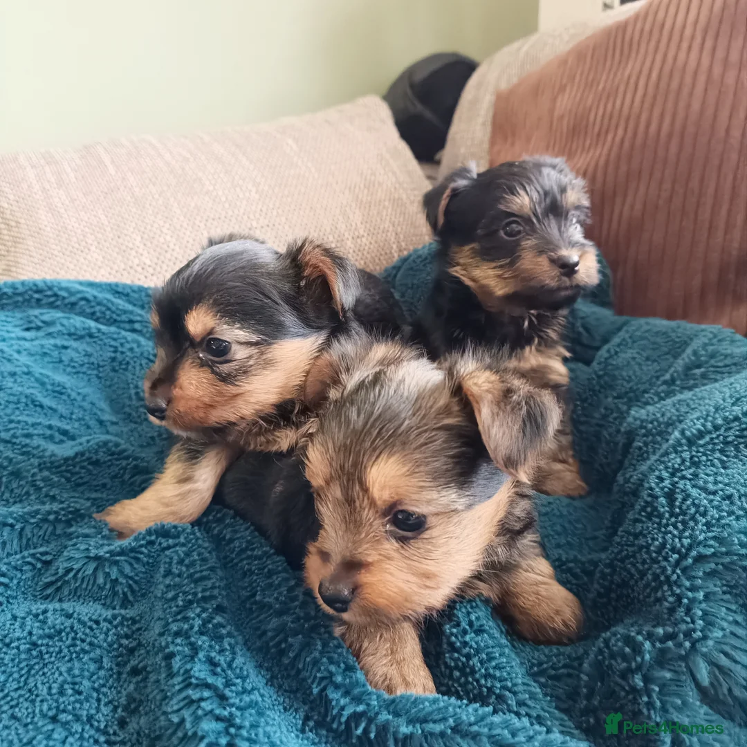 Yorkshire Terrier dogs for sale: Yorkshire terrier puppies  in Mansfield - Advert 2
