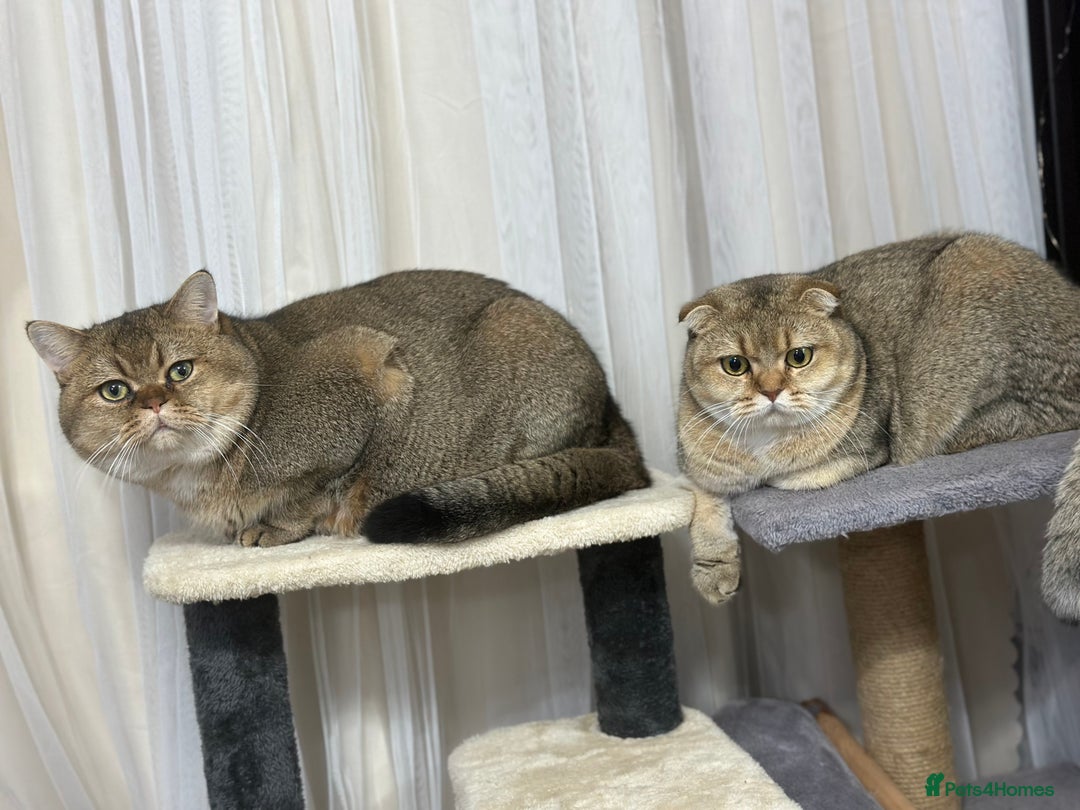 Scottish Fold cats for sale: Adorable Scottish Kittens – Raised with Love - Advert 13