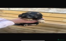 Cockapoo dogs for sale: COCKAPOO PUPPIES  - Advert 10