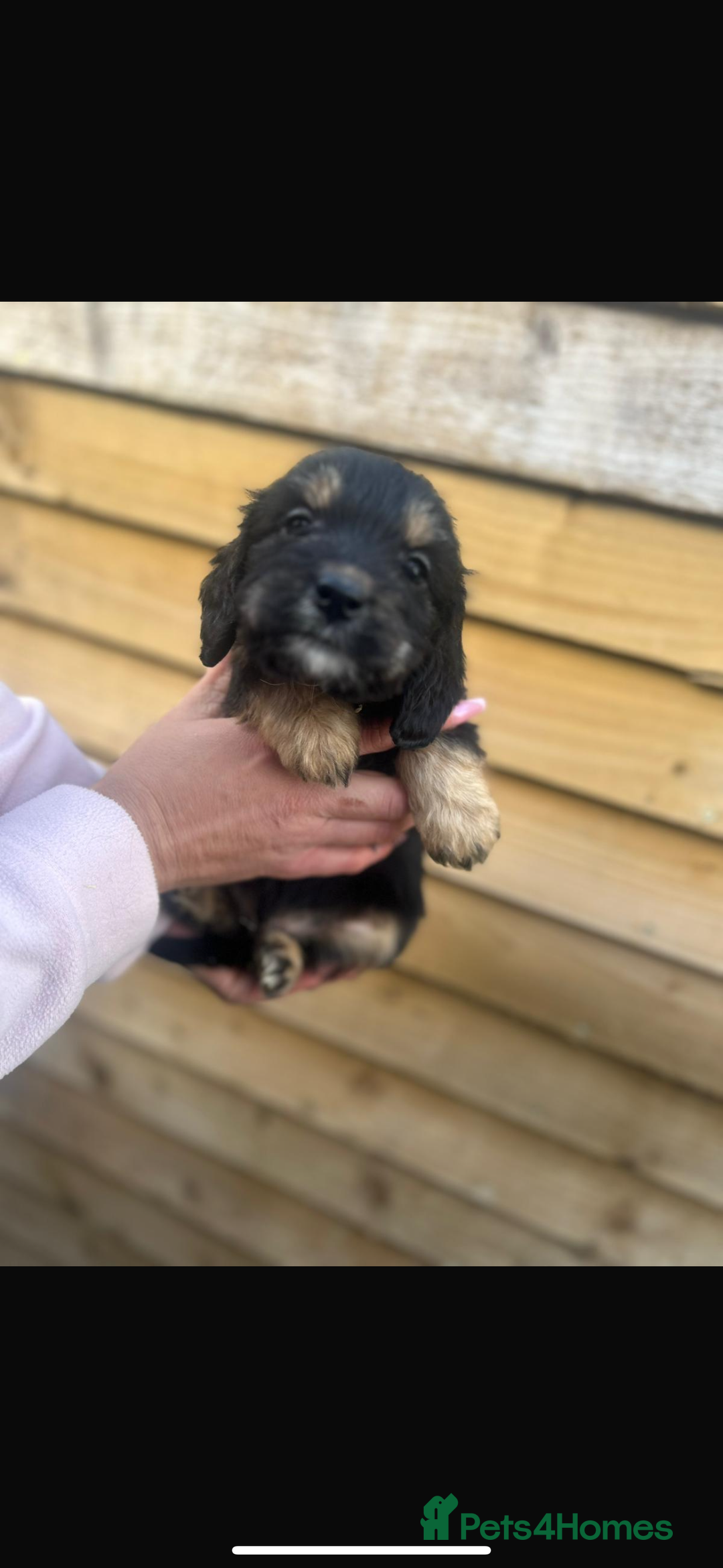 Cockapoo dogs for sale: COCKAPOO PUPPIES  - Advert 10