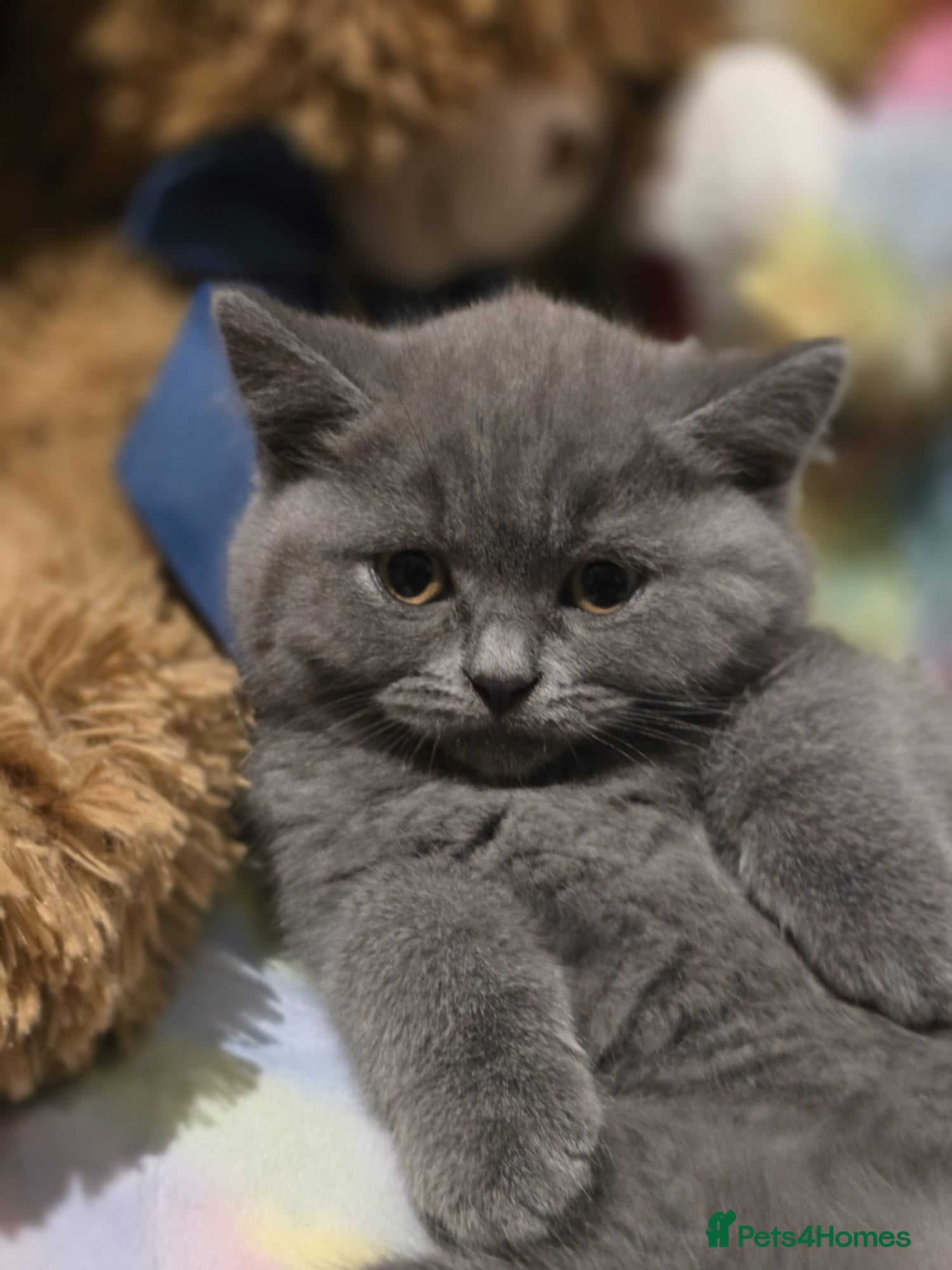 British Shorthair cats British shorthair  - Advert 1