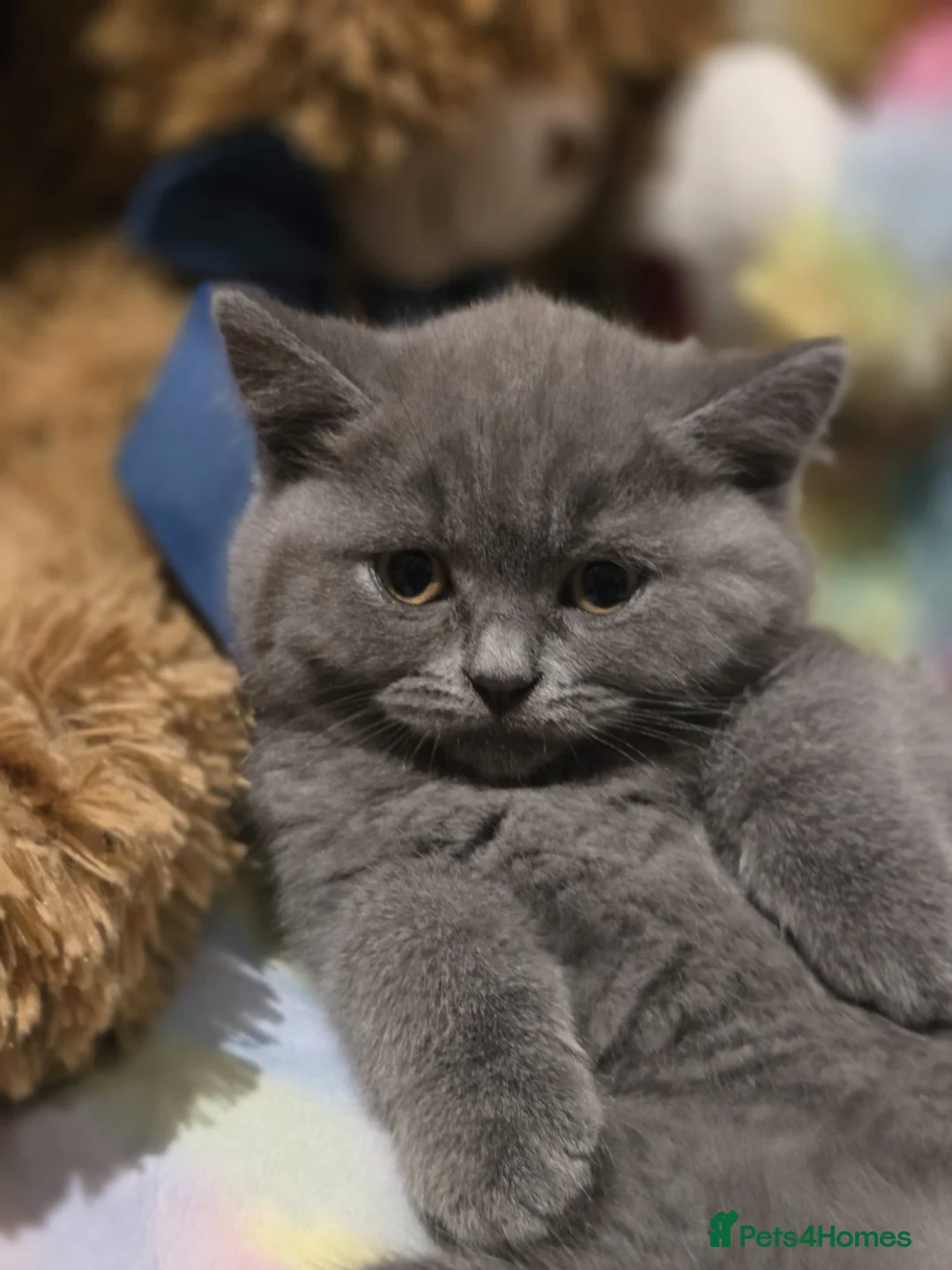 British Shorthair cats for sale: British shorthair  - Advert 1